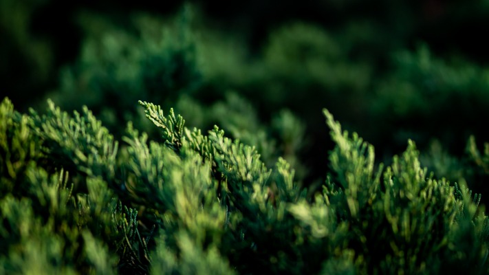 Nature. Desktop wallpaper