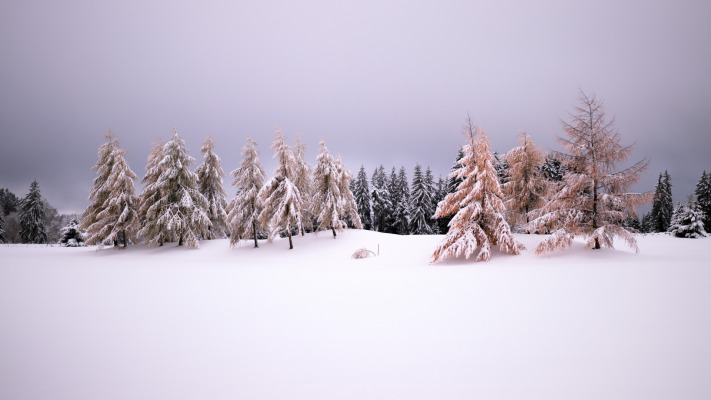 Nature. Desktop wallpaper