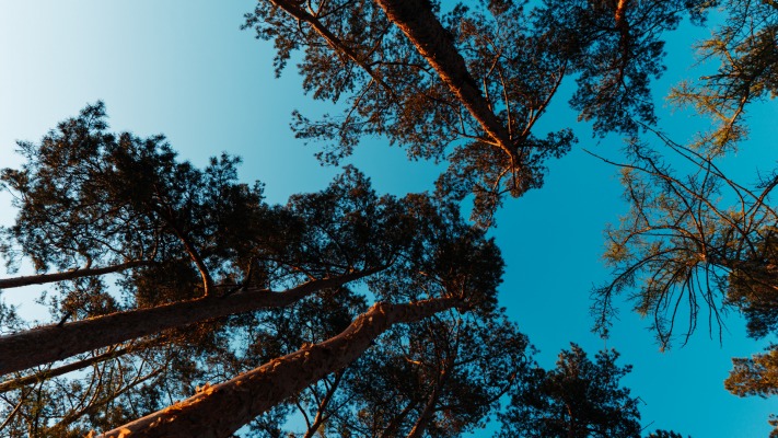 Nature. Desktop wallpaper