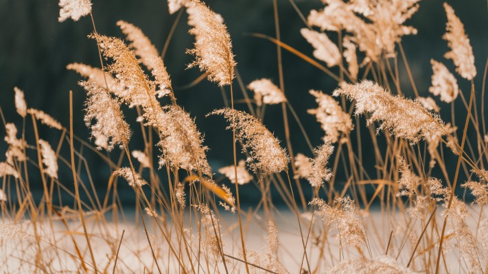 Nature. Desktop wallpaper