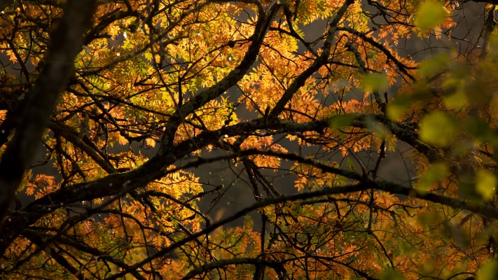 Nature. Desktop wallpaper