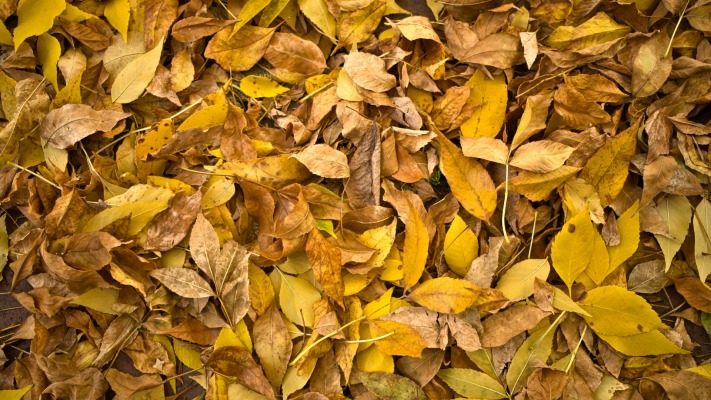 Nature. Desktop wallpaper