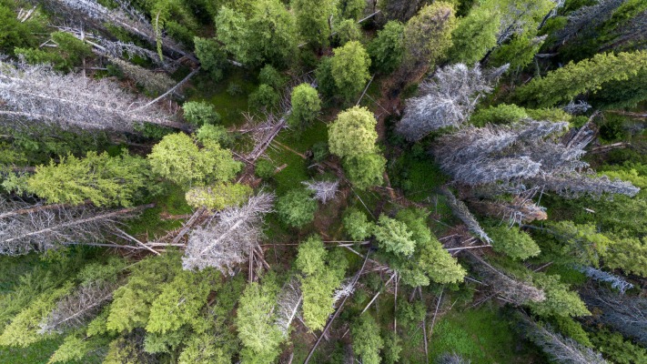 Nature. Desktop wallpaper