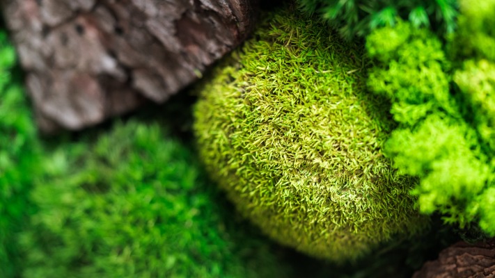Nature. Desktop wallpaper