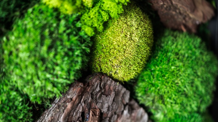 Nature. Desktop wallpaper