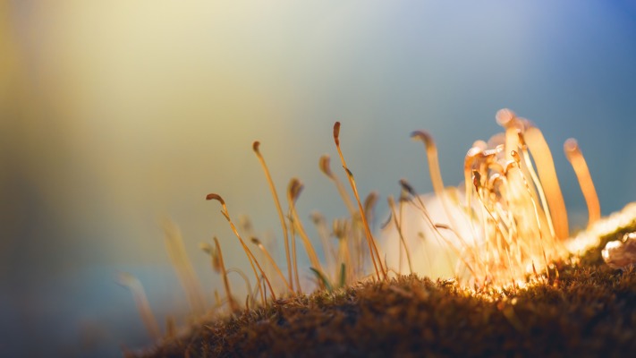 Nature. Desktop wallpaper