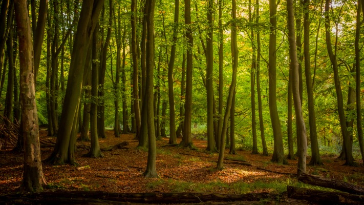 Nature. Desktop wallpaper