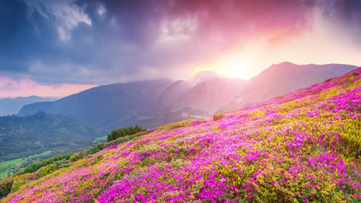 Nature. Desktop wallpaper