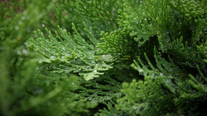 Nature. Desktop wallpaper