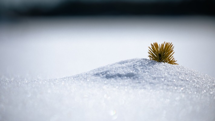 Nature. Desktop wallpaper