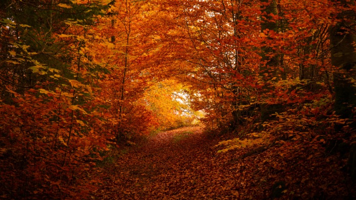 Nature. Desktop wallpaper