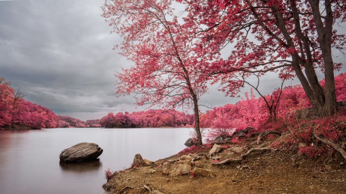 Nature. Desktop wallpaper