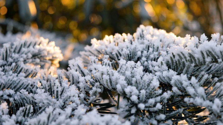 Nature. Desktop wallpaper