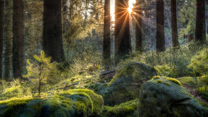 Nature. Desktop wallpaper