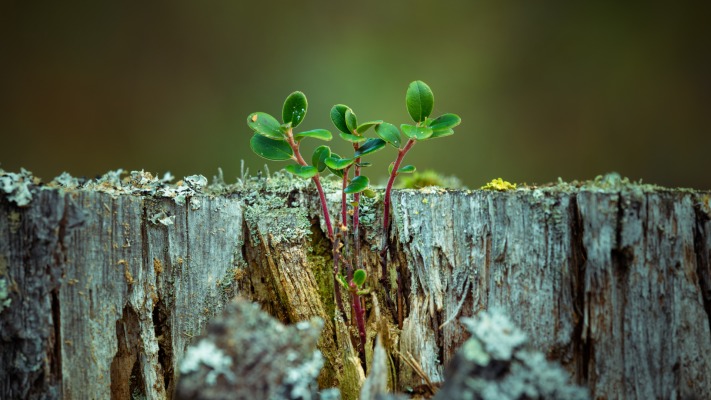 Nature. Desktop wallpaper