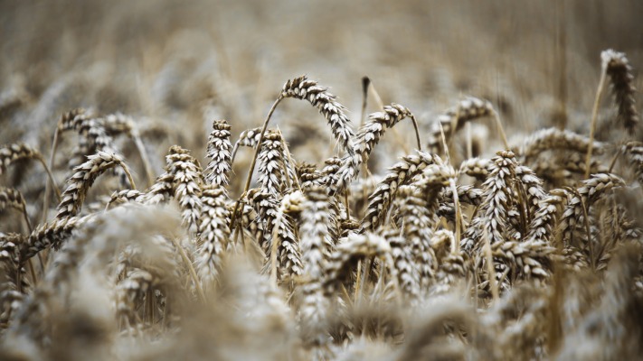 Nature. Desktop wallpaper