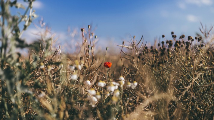 Nature. Desktop wallpaper