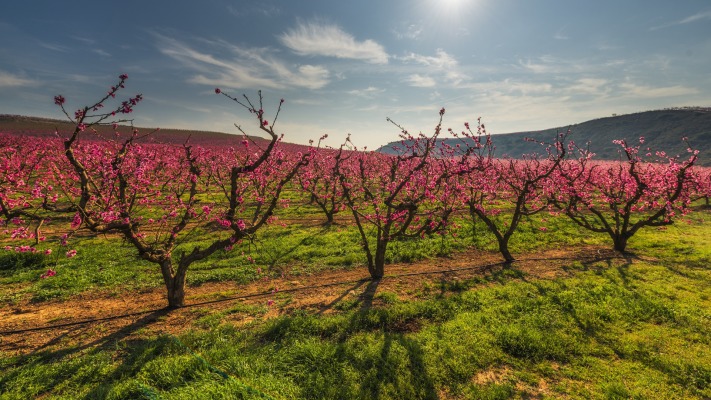 Nature. Desktop wallpaper