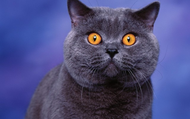 Cats. Desktop wallpaper