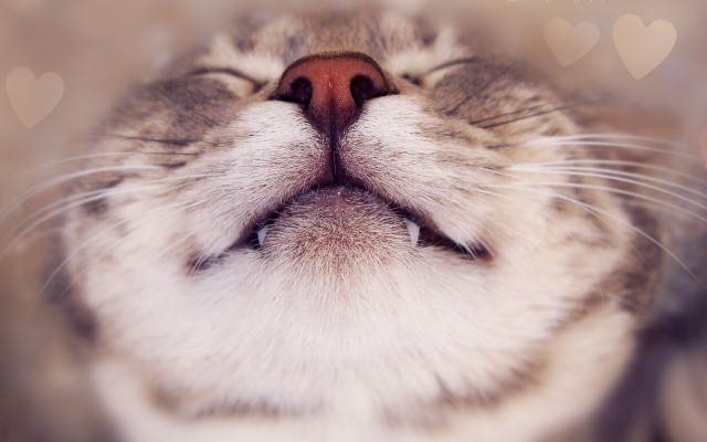 Cats. Desktop wallpaper