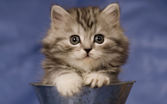 Cats. Desktop wallpaper