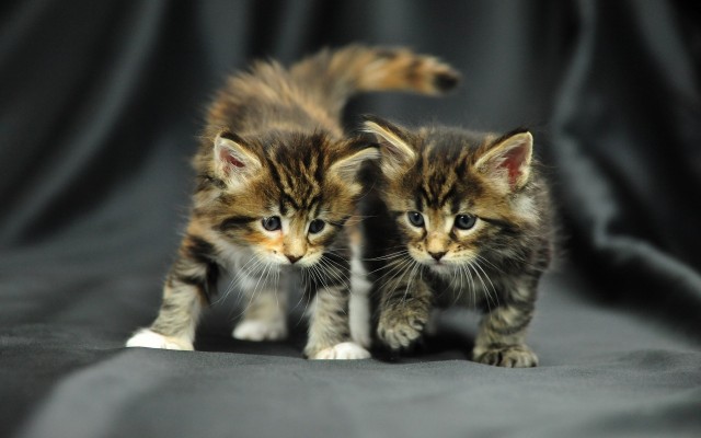 Cats. Desktop wallpaper