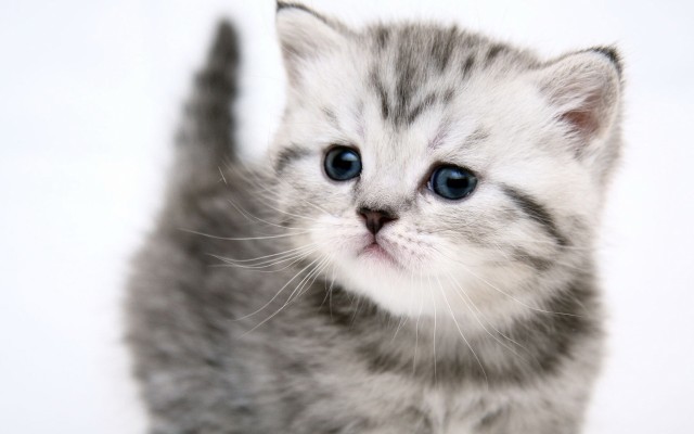 Cats. Desktop wallpaper