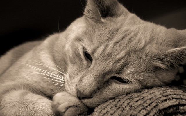 Cats. Desktop wallpaper