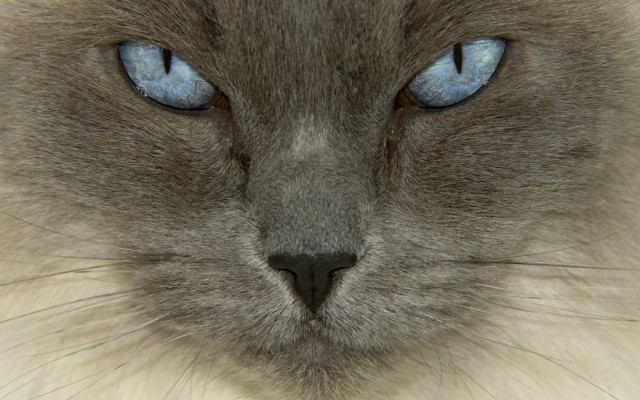 Cats. Desktop wallpaper