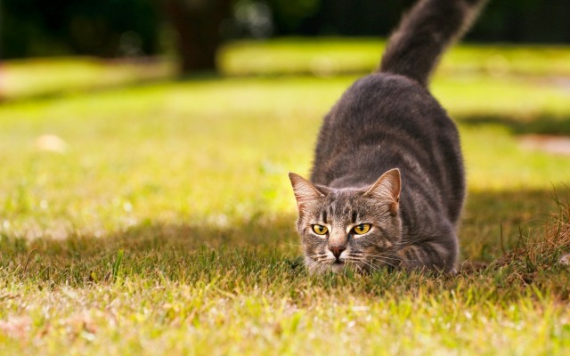 Cats. Desktop wallpaper