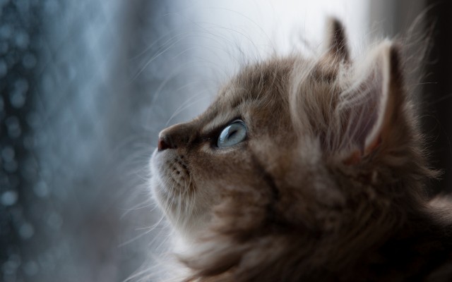 Cats. Desktop wallpaper