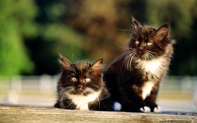 Cats. Desktop wallpaper