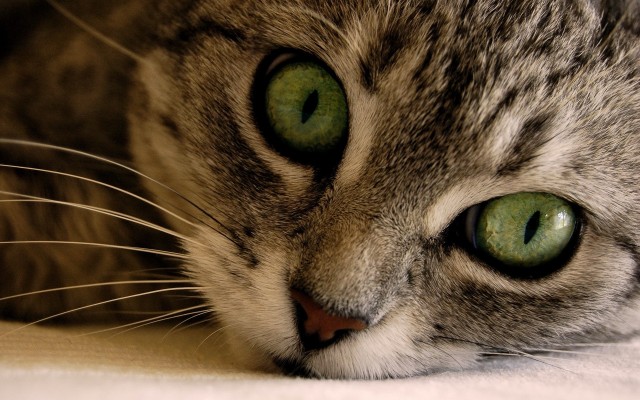 Cats. Desktop wallpaper