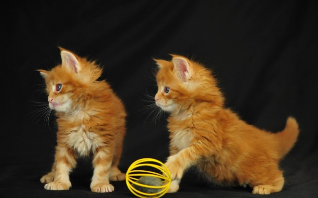 Cats. Desktop wallpaper