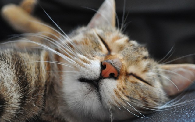 Cats. Desktop wallpaper