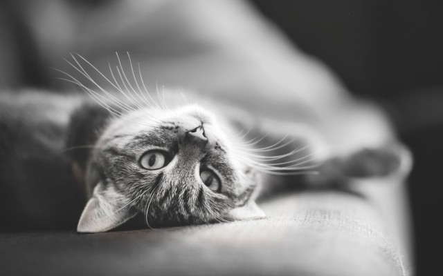 Cats. Desktop wallpaper