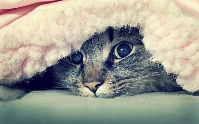Cats. Desktop wallpaper