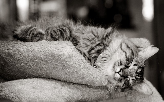 Cats. Desktop wallpaper