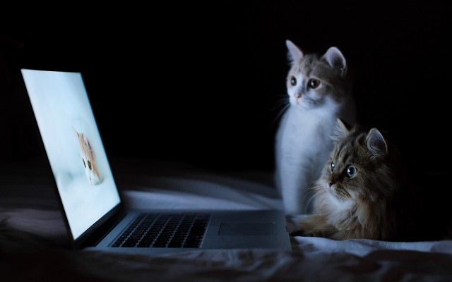 Cats. Desktop wallpaper