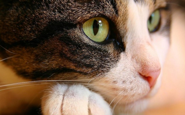 Cats. Desktop wallpaper