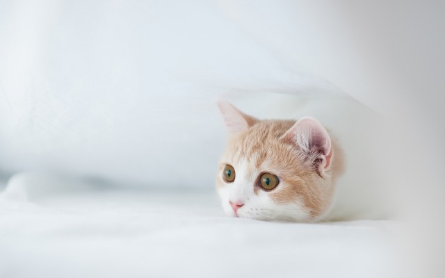 Cats. Desktop wallpaper