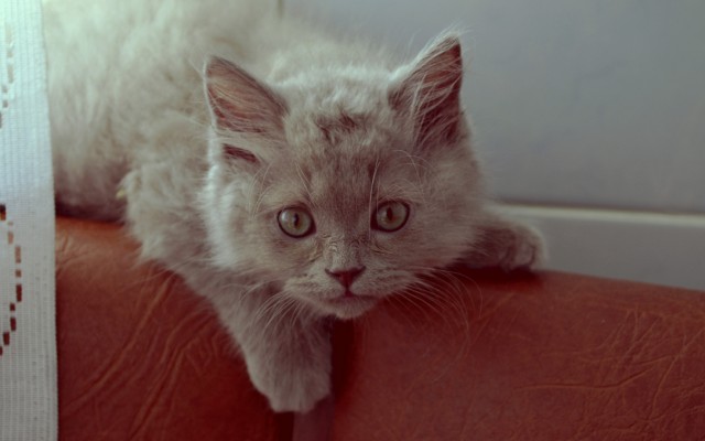 Cats. Desktop wallpaper