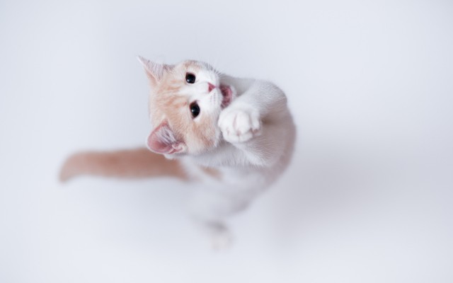 Cats. Desktop wallpaper