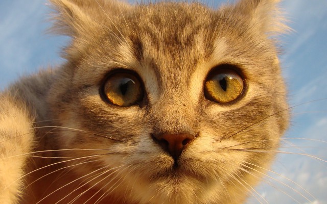 Cats. Desktop wallpaper