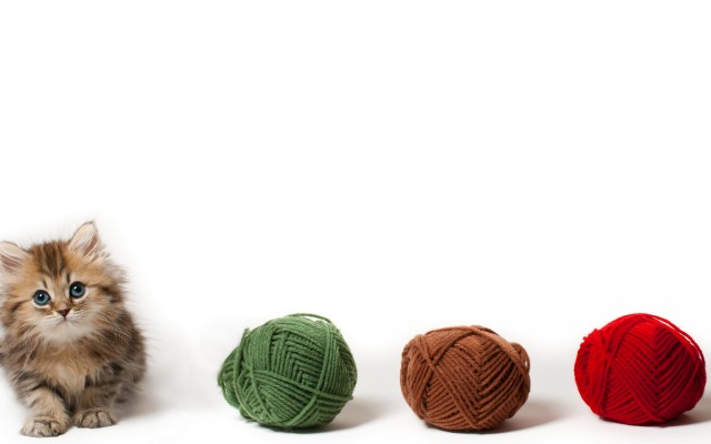 Cats. Desktop wallpaper