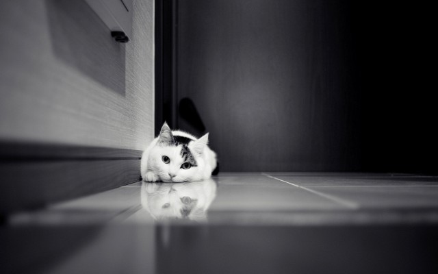 Cats. Desktop wallpaper