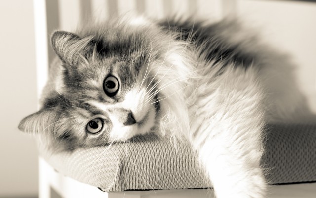 Cats. Desktop wallpaper