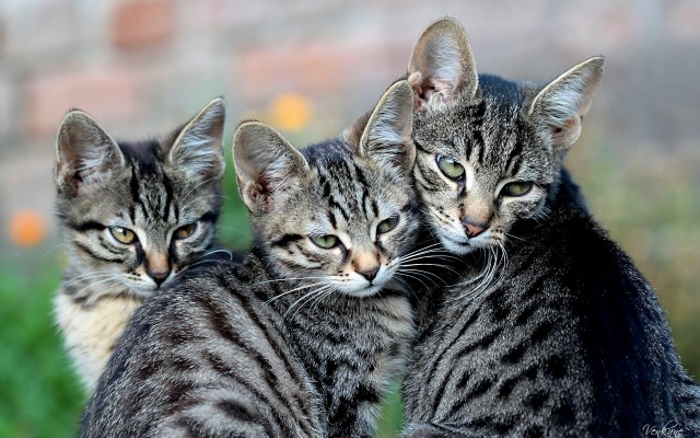 Cats. Desktop wallpaper