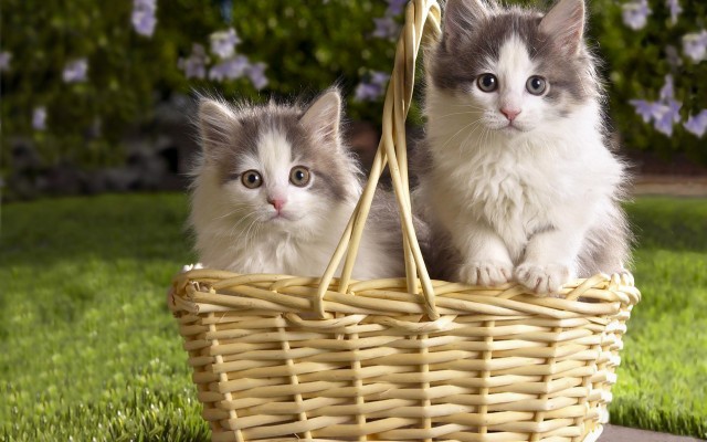 Cats. Desktop wallpaper