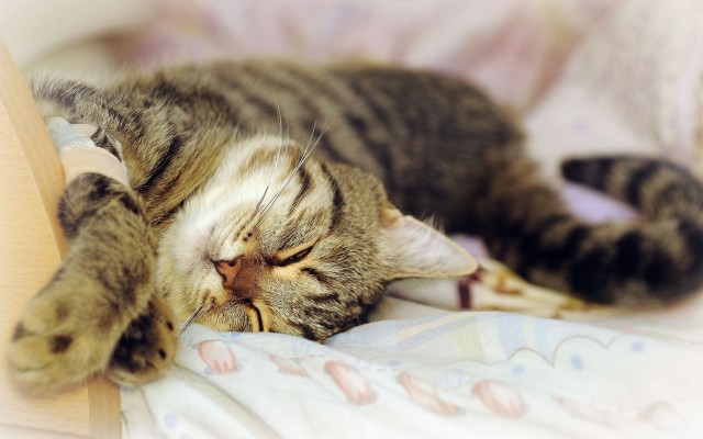 Cats. Desktop wallpaper